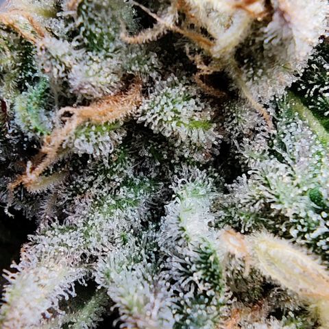 Golden Melons growlog timeline photo