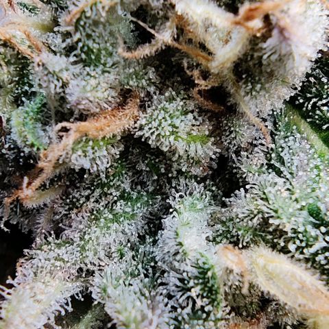 Golden Melons growlog timeline photo