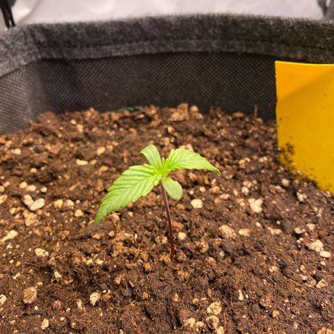 Royal AK Automatic growlog timeline photo