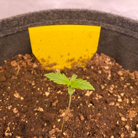 White Widow Automatic growlog timeline photo