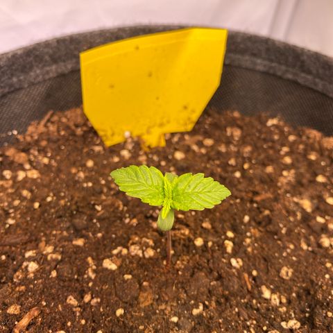 Northern Light Automatic #1 growlog timeline photo
