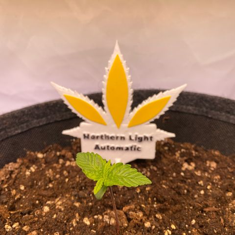 Northern Light Automatic #1 growlog timeline photo