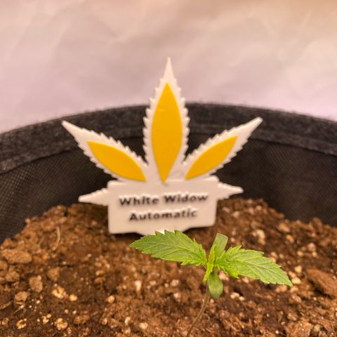 White Widow Automatic growlog timeline photo