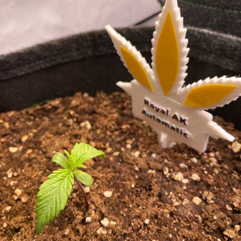 Royal AK Automatic growlog timeline photo