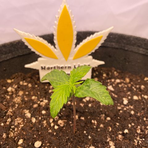 Northern Light Automatic #1 growlog timeline photo