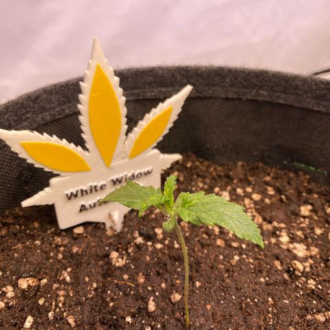 White Widow Automatic growlog timeline photo