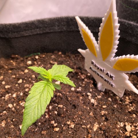 Royal AK Automatic growlog timeline photo
