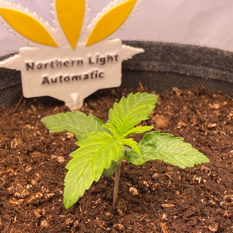 Northern Light Automatic #1 growlog timeline photo