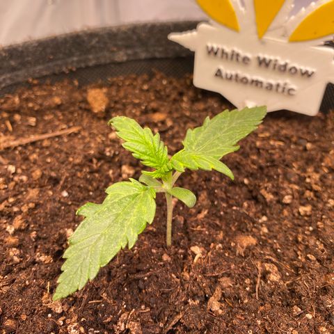 White Widow Automatic growlog timeline photo