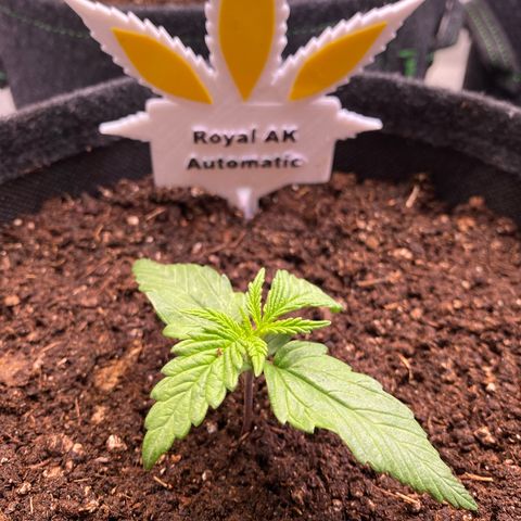 Royal AK Automatic growlog timeline photo