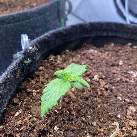Northern Light Automatic #2 growlog timeline photo