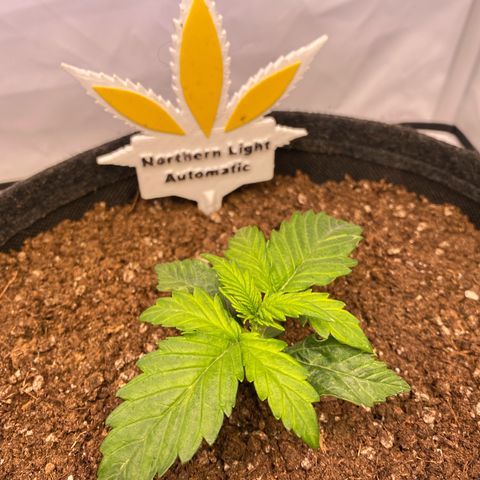 Northern Light Automatic #1 growlog timeline photo
