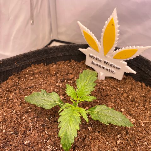 White Widow Automatic growlog timeline photo