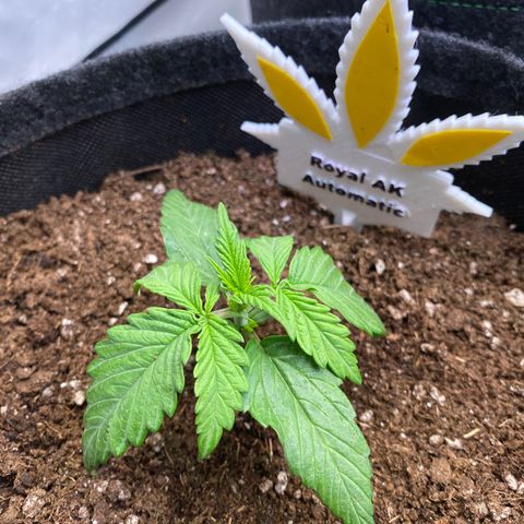 Royal AK Automatic growlog timeline photo