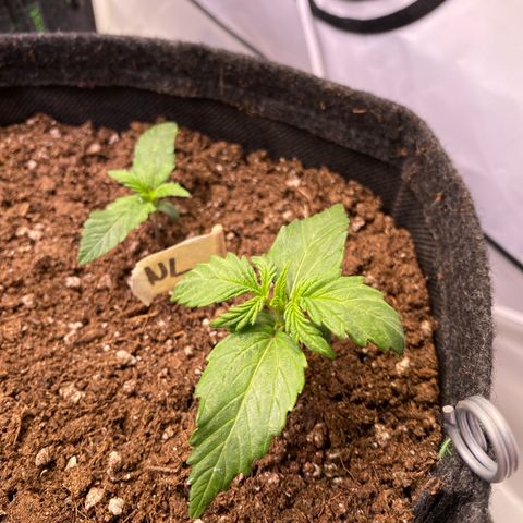 Northern Light Automatic #2 growlog timeline photo