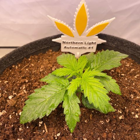 Northern Light Automatic #1 growlog timeline photo
