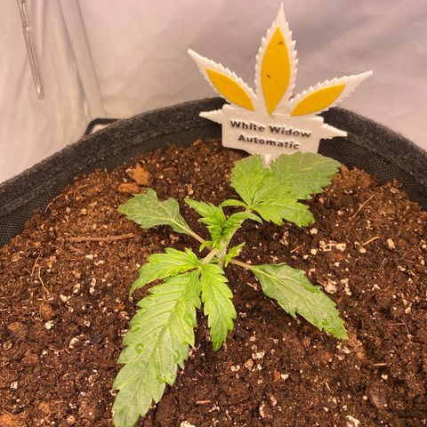 White Widow Automatic growlog timeline photo