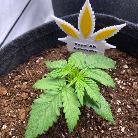 Royal AK Automatic growlog timeline photo