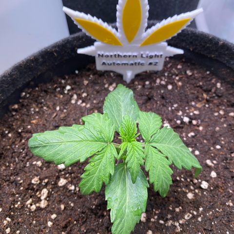Northern Light Automatic #2 growlog timeline photo