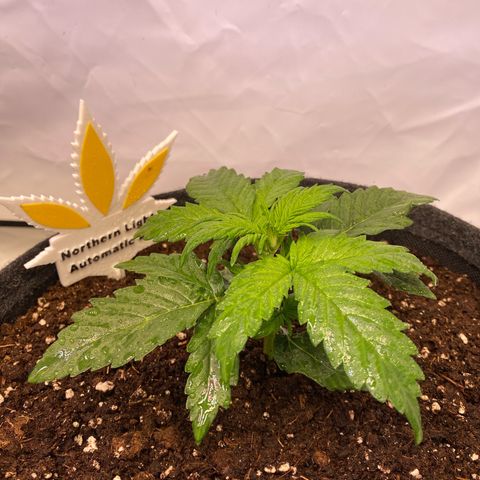 Northern Light Automatic #1 growlog timeline photo