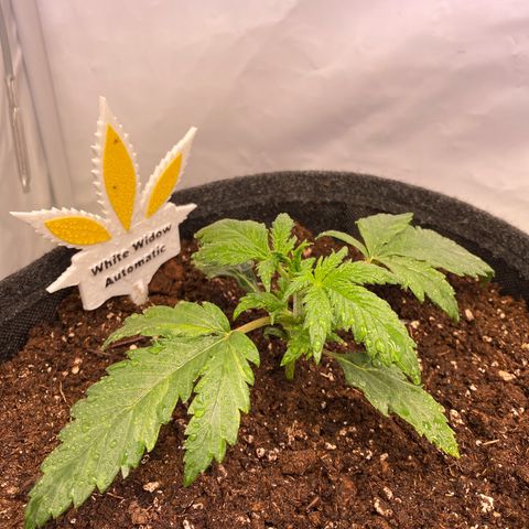 White Widow Automatic growlog timeline photo