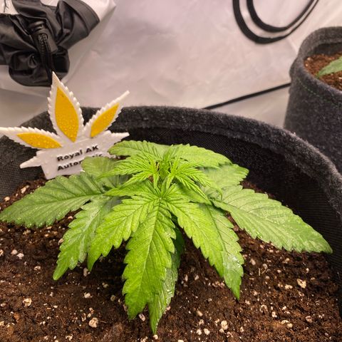 Royal AK Automatic growlog timeline photo