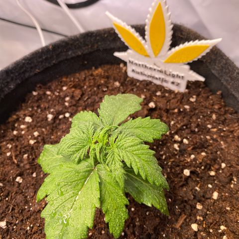 Northern Light Automatic #2 growlog timeline photo