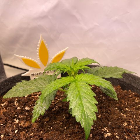 Northern Light Automatic #1 growlog timeline photo