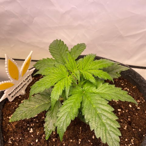 Northern Light Automatic #1 growlog timeline photo