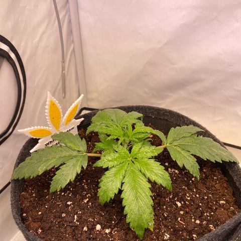 White Widow Automatic growlog timeline photo