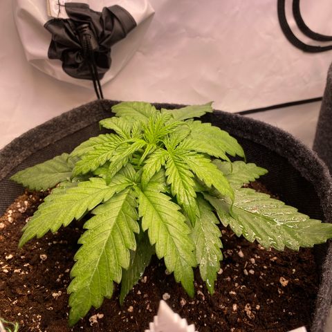 Royal AK Automatic growlog timeline photo