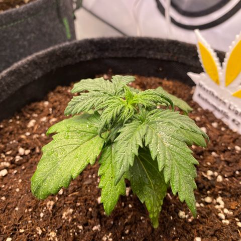 Northern Light Automatic #2 growlog timeline photo