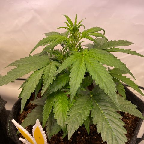 Northern Light Automatic #1 growlog timeline photo