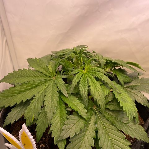White Widow Automatic growlog timeline photo