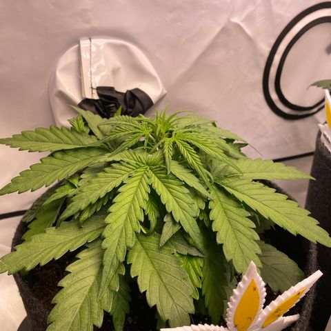 Royal AK Automatic growlog timeline photo