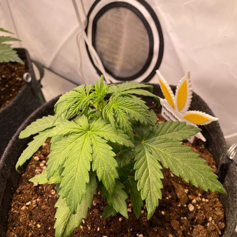 Northern Light Automatic #2 growlog timeline photo