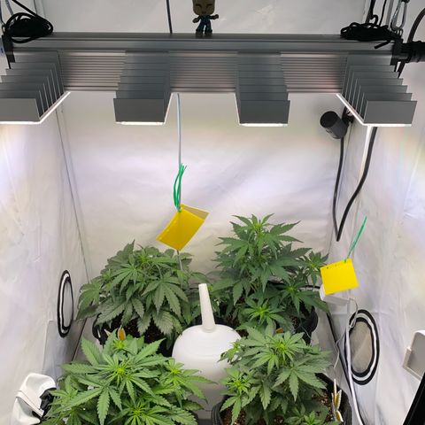Northern Light Automatic #1 growlog timeline photo