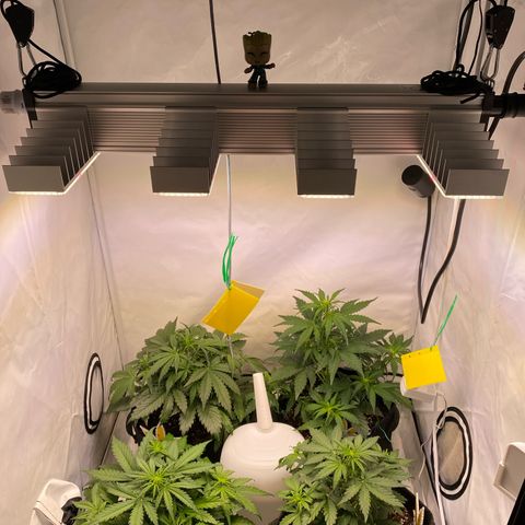 White Widow Automatic growlog timeline photo