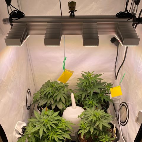Royal AK Automatic growlog timeline photo