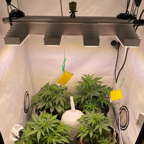 Northern Light Automatic #2 growlog timeline photo