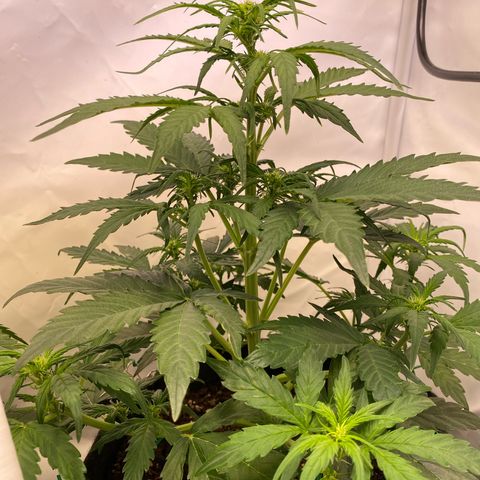 Northern Light Automatic #1 growlog timeline photo
