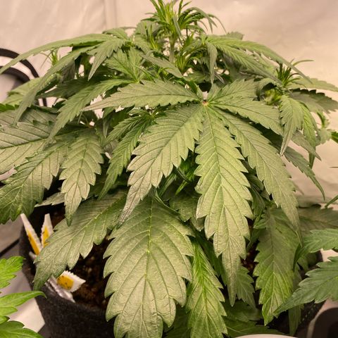 White Widow Automatic growlog timeline photo