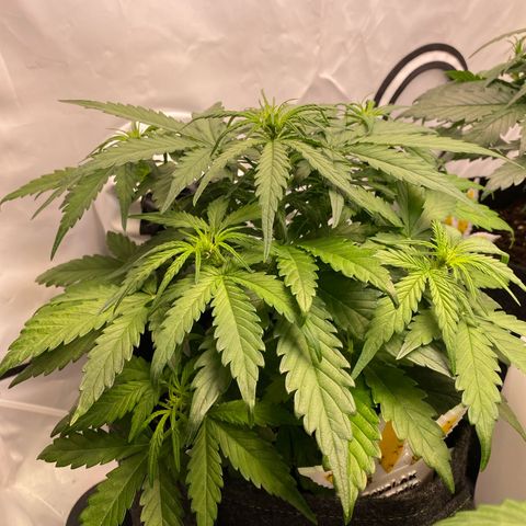 Royal AK Automatic growlog timeline photo