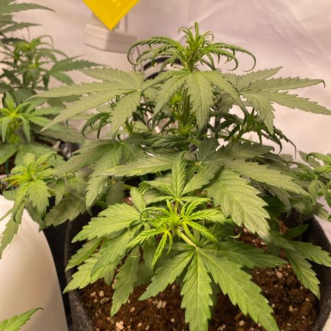 Northern Light Automatic #2 growlog timeline photo