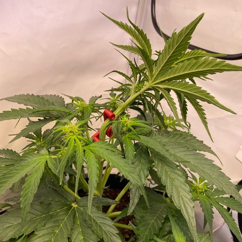 Northern Light Automatic #1 growlog timeline photo