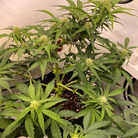 Northern Light Automatic #1 growlog timeline photo