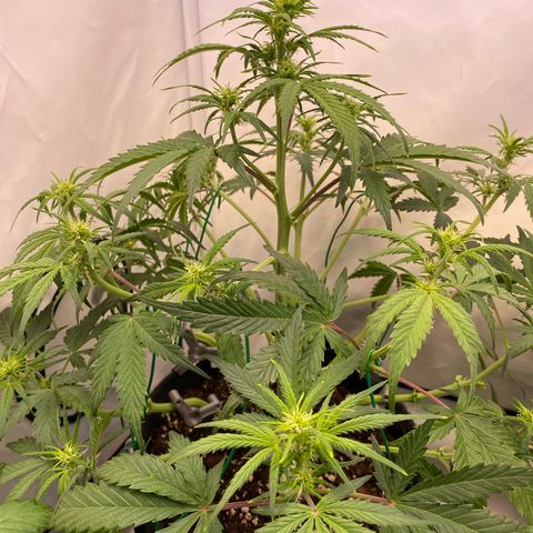 White Widow Automatic growlog timeline photo