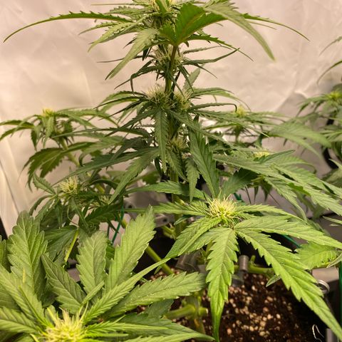 Royal AK Automatic growlog timeline photo
