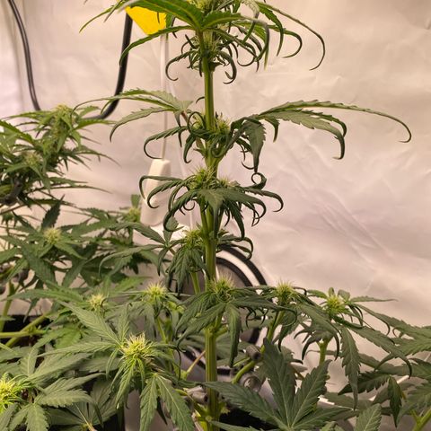 Northern Light Automatic #2 growlog timeline photo