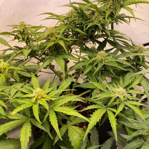 Northern Light Automatic #1 growlog timeline photo